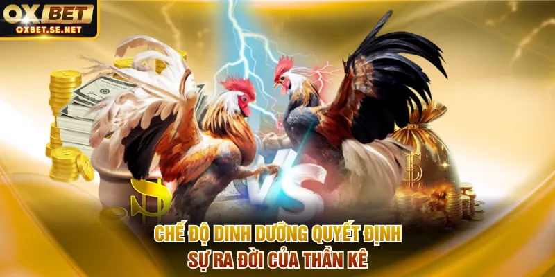 Chế độ dinh dưỡng quyết định sự ra đời của thần kê