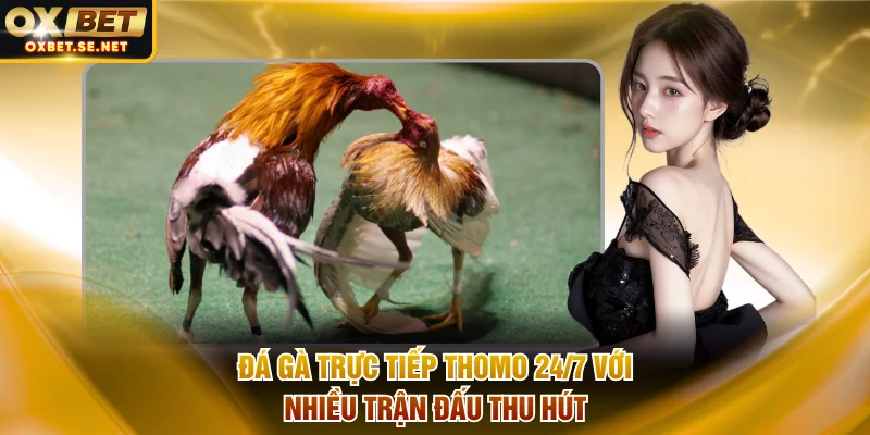 Đá gà trực tiếp Thomo 24/7 với nhiều trận đấu thu hút