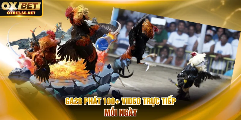 GA28 phát 100+ video trực tiếp mỗi ngày