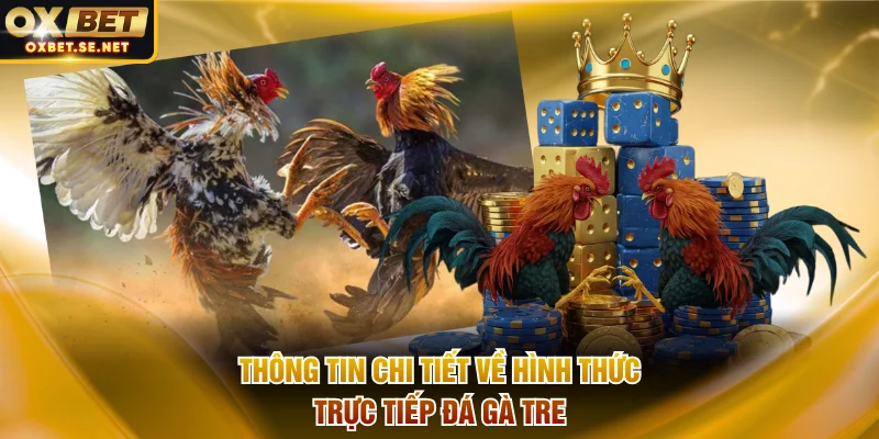 Thông tin chi tiết về hình thức trực tiếp đá gà tre